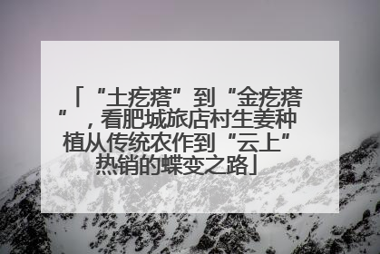 “土疙瘩”到“金疙瘩”，看肥城旅店村生姜种植从传统农作到“云上”热销的蝶变之路