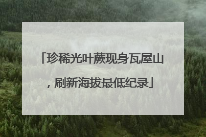 珍稀光叶蕨现身瓦屋山，刷新海拔最低纪录