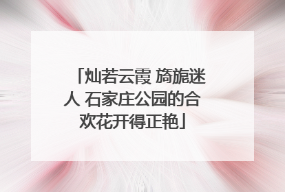 灿若云霞 旖旎迷人 石家庄公园的合欢花开得正艳