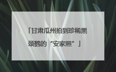 甘肃瓜州拍到珍稀黑颈鹤的“安家照”