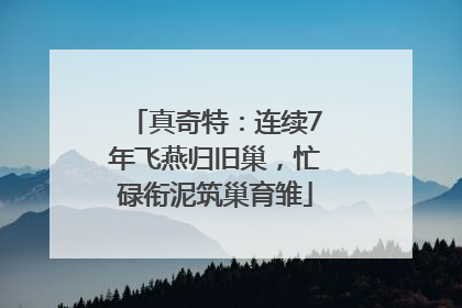 真奇特：连续7年飞燕归旧巢，忙碌衔泥筑巢育雏