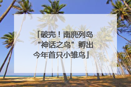 破壳！南麂列岛“神话之鸟”孵出今年首只小雏鸟