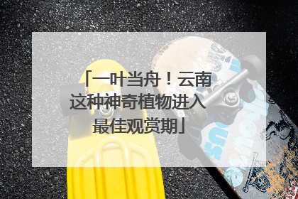 一叶当舟！云南这种神奇植物进入最佳观赏期