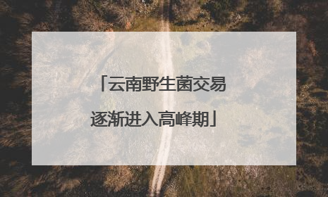 云南野生菌交易逐渐进入高峰期