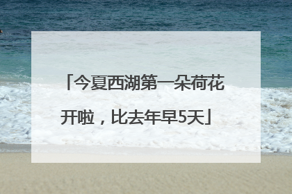 今夏西湖第一朵荷花开啦，比去年早5天
