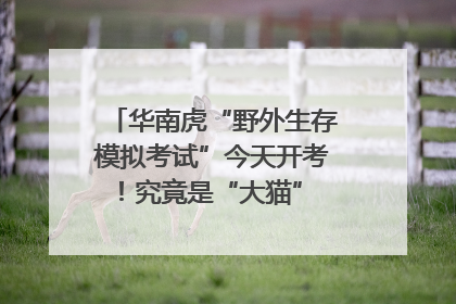 华南虎“野外生存模拟考试”今天开考！究竟是“大猫” 还是顶级猎食者？