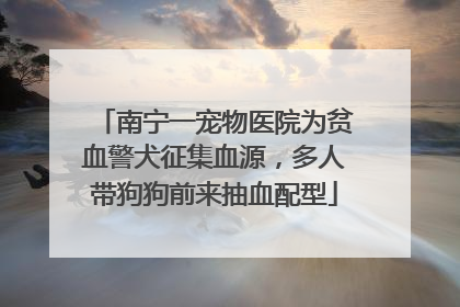 南宁一宠物医院为贫血警犬征集血源，多人带狗狗前来抽血配型