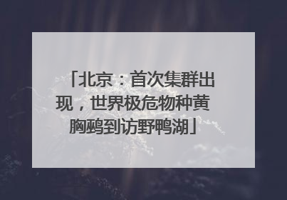 北京：首次集群出现，世界极危物种黄胸鹀到访野鸭湖