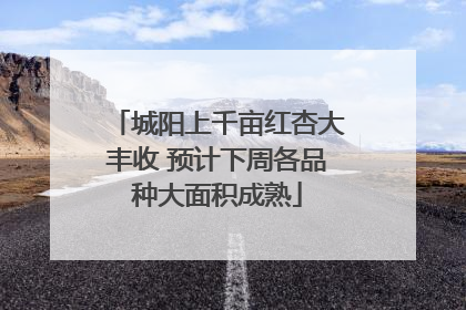 城阳上千亩红杏大丰收 预计下周各品种大面积成熟