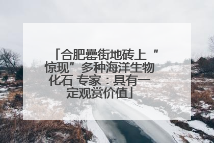 合肥罍街地砖上“惊现”多种海洋生物化石 专家：具有一定观赏价值