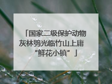 国家二级保护动物灰林鸮光临竹山上庸“鲜花小镇”
