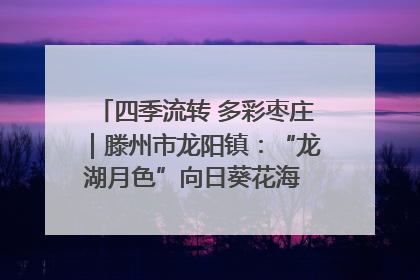 四季流转 多彩枣庄｜滕州市龙阳镇：“龙湖月色”向日葵花海 绘就乡村振兴新画卷
