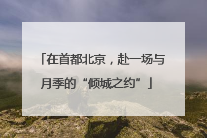 在首都北京，赴一场与月季的“倾城之约”