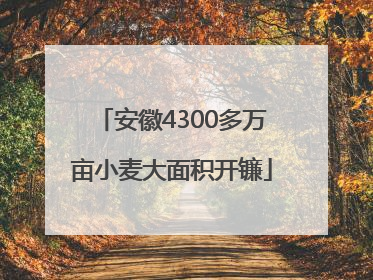 安徽4300多万亩小麦大面积开镰