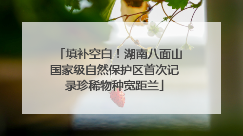 填补空白！湖南八面山国家级自然保护区首次记录珍稀物种宽距兰