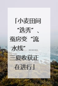 小麦田间“选秀”、蚕房变“流水线”……三夏收获正在进行