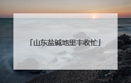 山东盐碱地里丰收忙