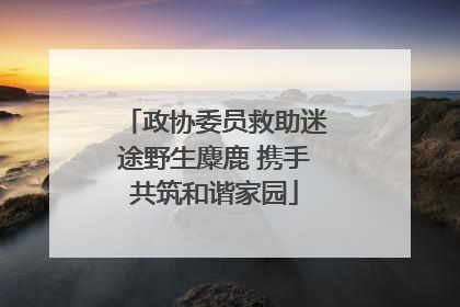 政协委员救助迷途野生麋鹿 携手共筑和谐家园