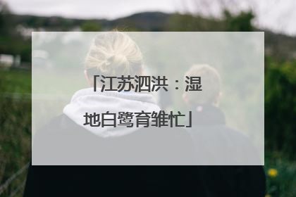 江苏泗洪：湿地白鹭育雏忙