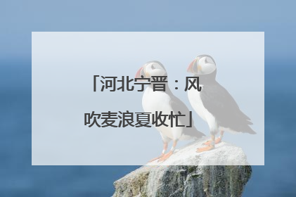 河北宁晋：风吹麦浪夏收忙
