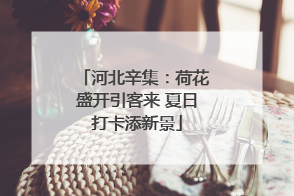 河北辛集：荷花盛开引客来 夏日打卡添新景