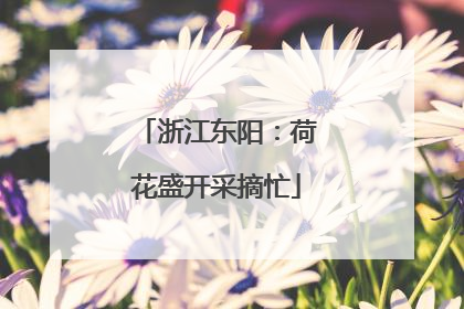 浙江东阳：荷花盛开采摘忙