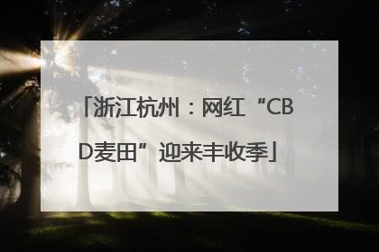 浙江杭州：网红“CBD麦田”迎来丰收季