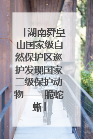 湖南舜皇山国家级自然保护区巡护发现国家二级保护动物——脆蛇蜥