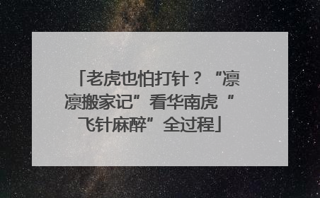 老虎也怕打针？“凛凛搬家记”看华南虎“飞针麻醉”全过程