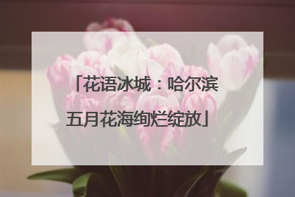 花语冰城：哈尔滨五月花海绚烂绽放