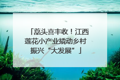 藠头喜丰收！江西莲花小产业撬动乡村振兴“大发展”