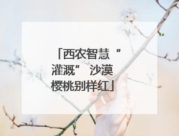 西农智慧“灌溉” 沙漠樱桃别样红