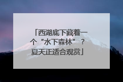 西湖底下藏着一个“水下森林”？夏天正适合观赏