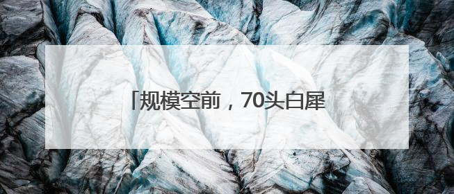 规模空前，70头白犀牛从南非运抵卢旺达