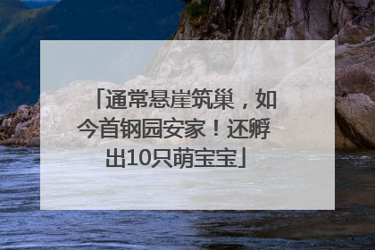 通常悬崖筑巢，如今首钢园安家！还孵出10只萌宝宝