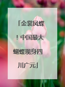 金裳凤蝶！中国最大蝴蝶现身四川广元