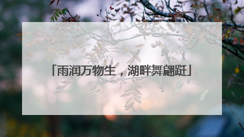 雨润万物生，湖畔舞翩跹