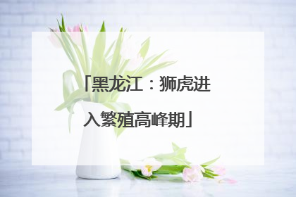 黑龙江：狮虎进入繁殖高峰期